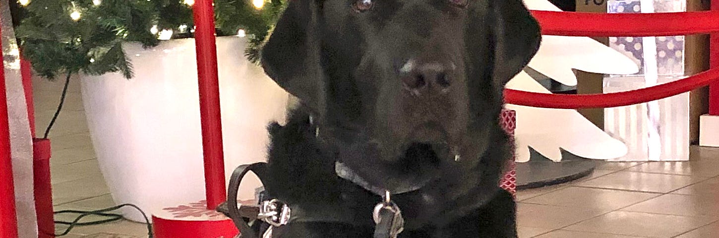photo of guide dog Cooper at Christmas