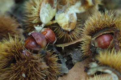 Chestnut seeds in partially opened chestnut fruit.