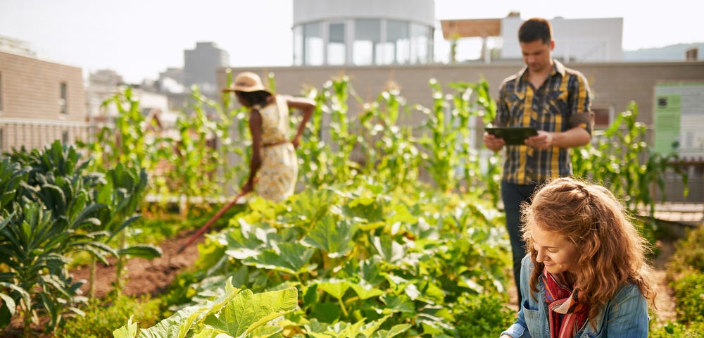 Friendly team harvesting fresh vegetables from the rooftop greenhouse garden and planning harvest season on a digital tablet