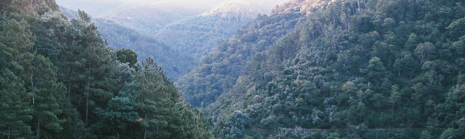 A forested valley
