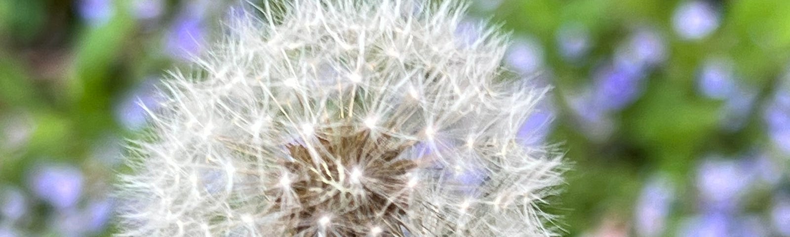 Photo of a dandelion seed-head, as yet unscattered by the Breath of God.