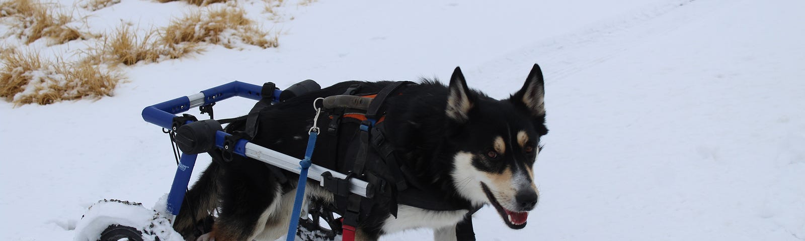 A black and tan dog stands in his wheelchair in the snow