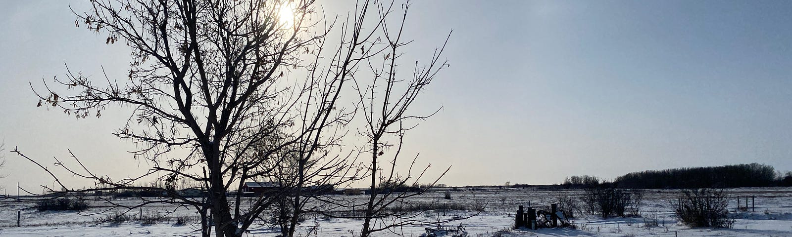 A barren tree stands in front of the sun that is low on the horizon. Snow covers the ground.