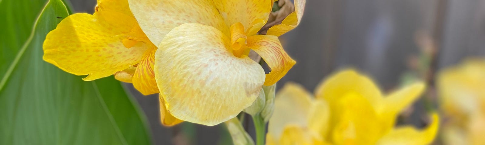 Canary-yellow CANNA BLOOMS