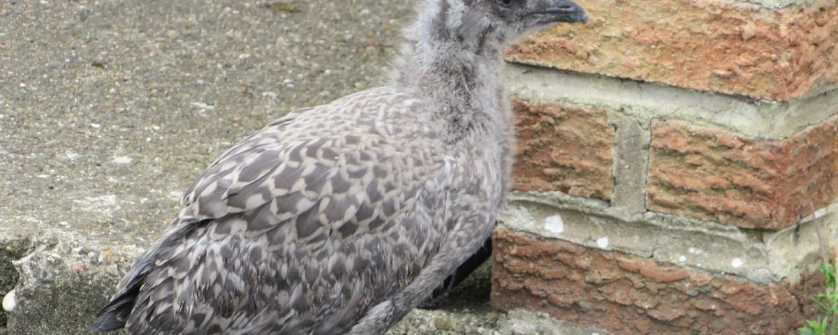 Image of a very young Herring Gull chick wandering a UK street in search for food having fallen out of its rooftop nest