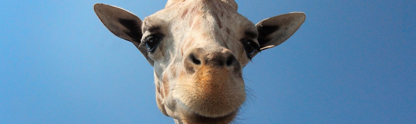 A funny looking giraffe looking at the camera