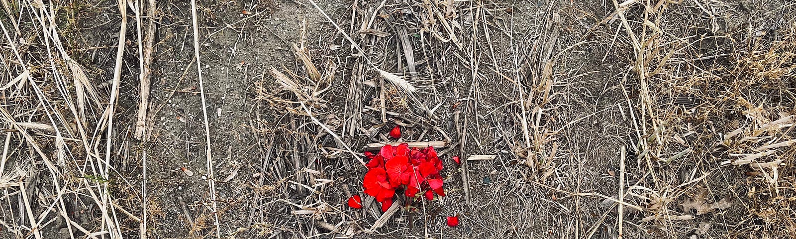 Burning, blazing, blood red geraniums spilled into a dry, brown hay field, which has already been mowed for the season. The author is not sure how these ended up here.