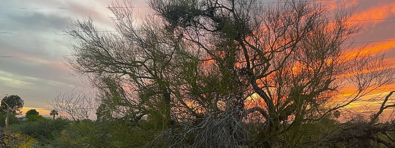 Palo Verde tree with yellow flowers at its base in front of a brilliant sunset.