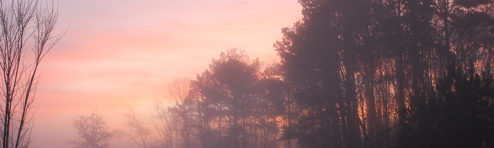 A pink and orange sky emerges from the mist in the sunrise behind a stand of trees