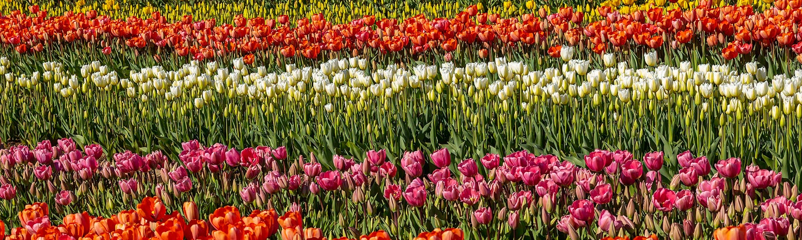 Photo of a field of tulips.