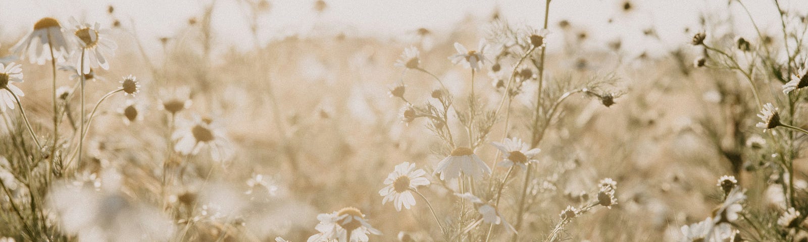 white wildflowers in a field, bright hazy sunshine shines down on them