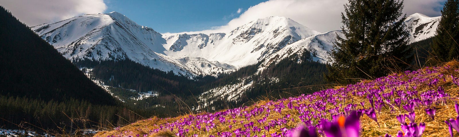 The image depicts a stunning landscape with vibrant purple crocus flowers in the foreground and snow-capped mountains in the background. The contrast between the colorful flowers and the white snow creates a striking and beautiful scene. It appears to be a high-altitude area, possibly during springtime when the snow is melting, and the flowers are in bloom. The clear blue sky and evergreen trees add to the picturesque nature of the setting.
