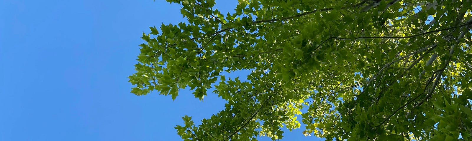 A leafy green tree against a clear blue sky.