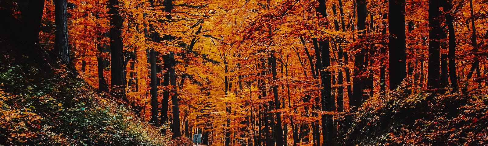 A country road lined with colorful fall trees