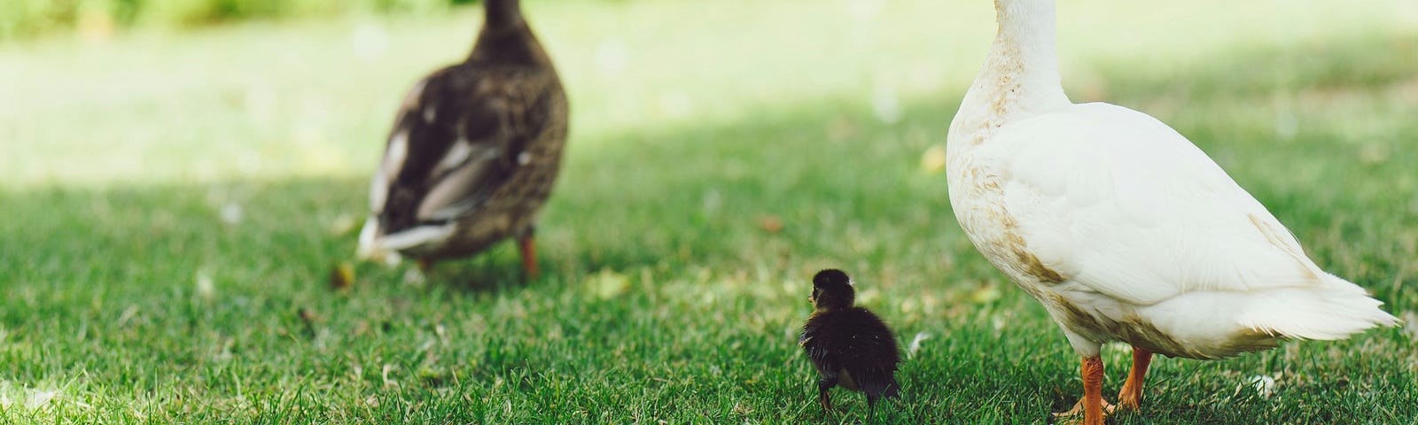 two ducks of different colors and a duckling