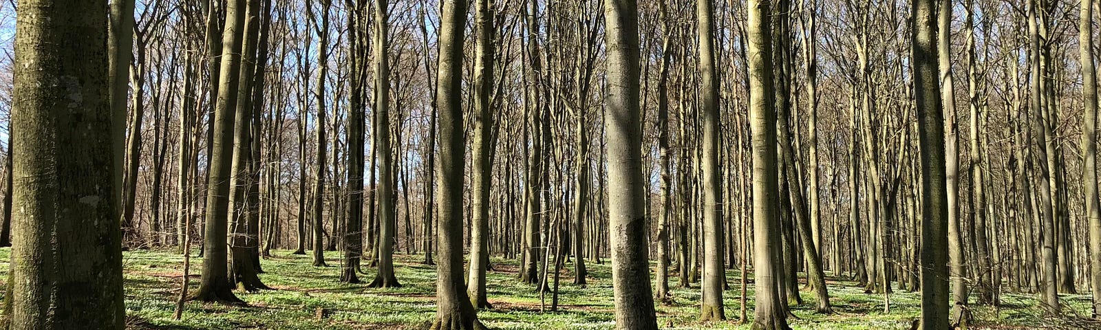 Beech trees with a blanket of white wood anemones covering the forest floor.