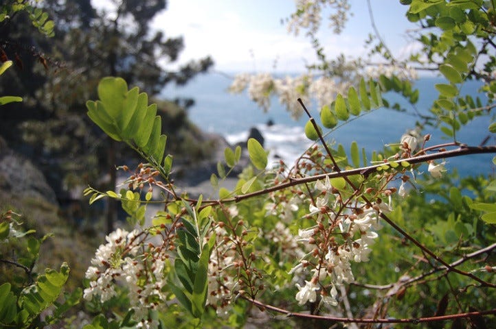 A wide, protected area designated to preserve biodiversity located along the Ligurian Coast.