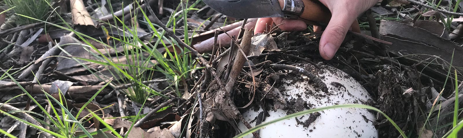 Finding a wild mushroom among the grasses