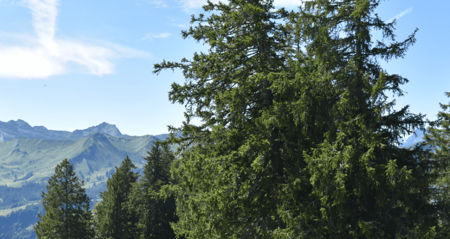 Trail with hikers and trees — Moral Letters to Lucilius