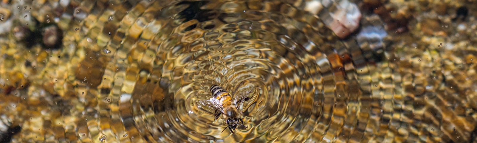 Water shimmers as a bee tries to escape.