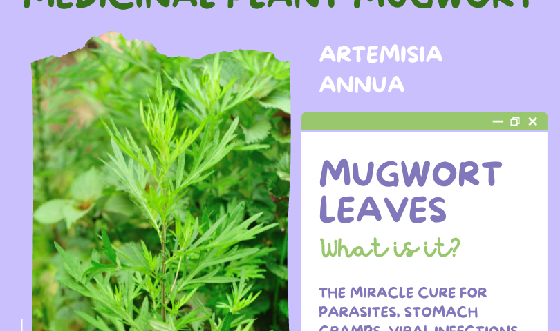 Mugwort