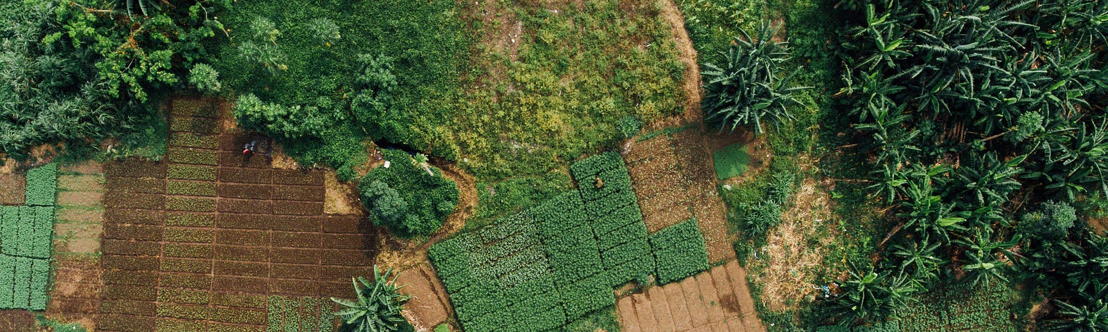 An aerial view of agricultural and cultivated land in Nigeria, featuring some uncultivated forest areas, and flat land split into rectangular sections