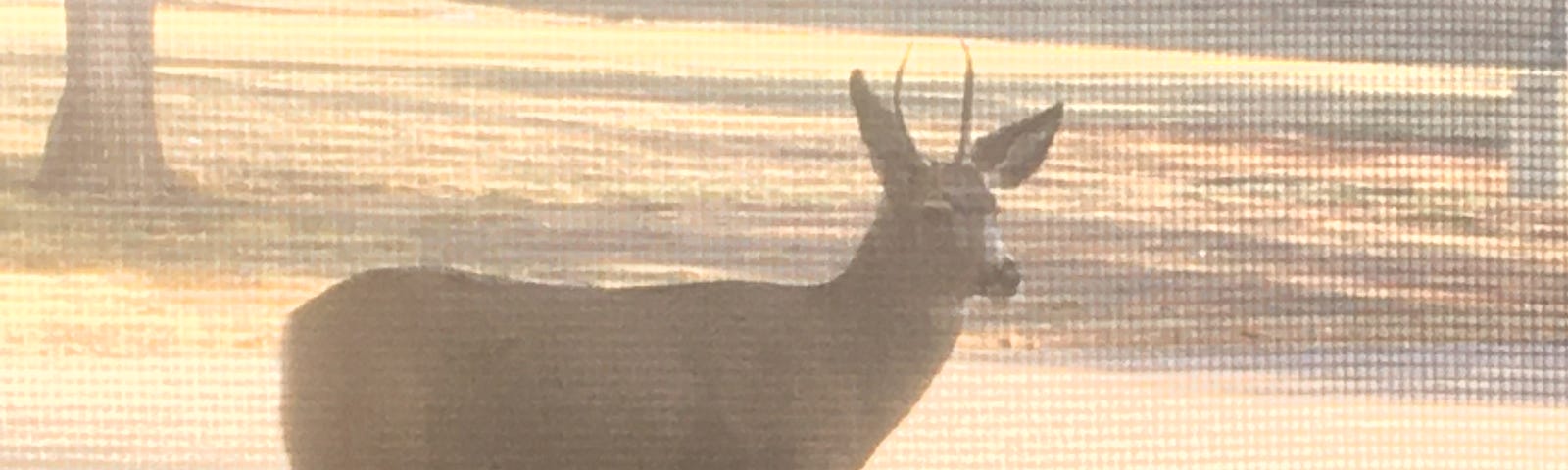 Photo of an urban deer near a busy road. Taken through a screen. Traffic in the background.