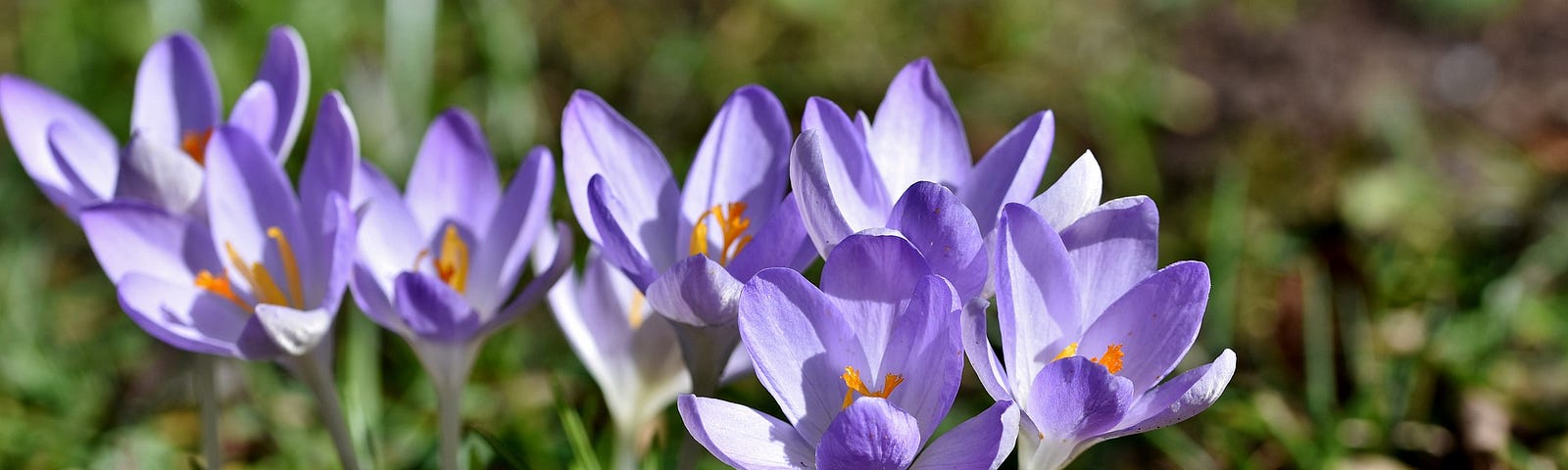 Purple flowers, grass, sunshine