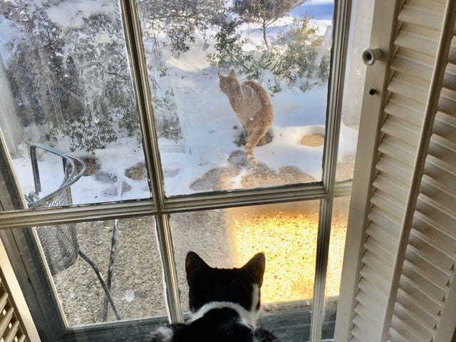 Author’s photo of Buddy cat, who can be seen from the window by Bella and Bernie Cats
