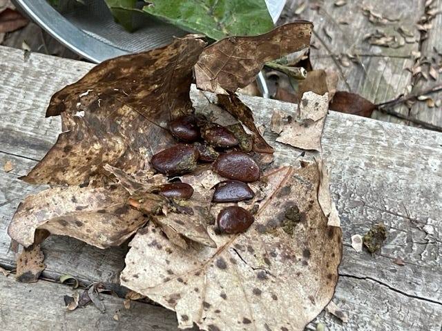 Dark brown seeds on light brown leaf on wooden plank