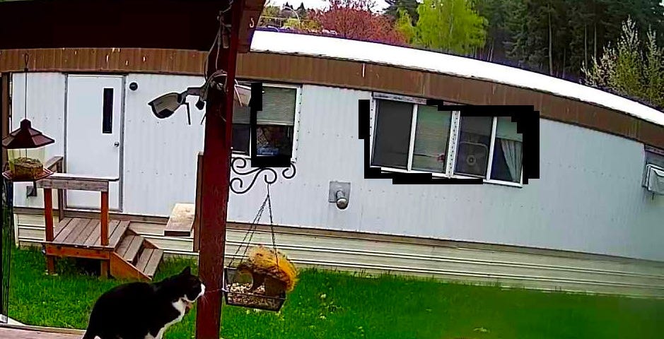 A black and white cat is perched on a wooden structure, observing a squirrel with a bushy tail sitting i a hanging squirrel feeder. Behind the cat, there is a white building with several windows and a lush green lawn.