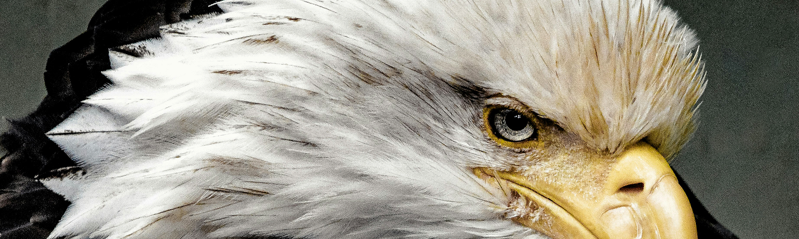 Close-up of bald eagle.