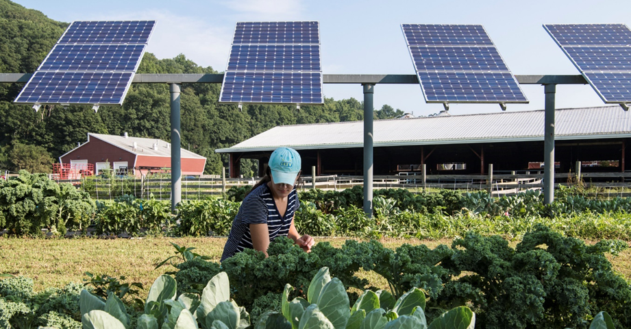 farmer growing vegetable crops beneath solar panels at a research site