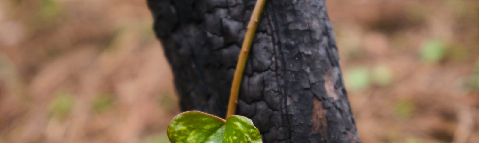 A new leaf against a charred tree