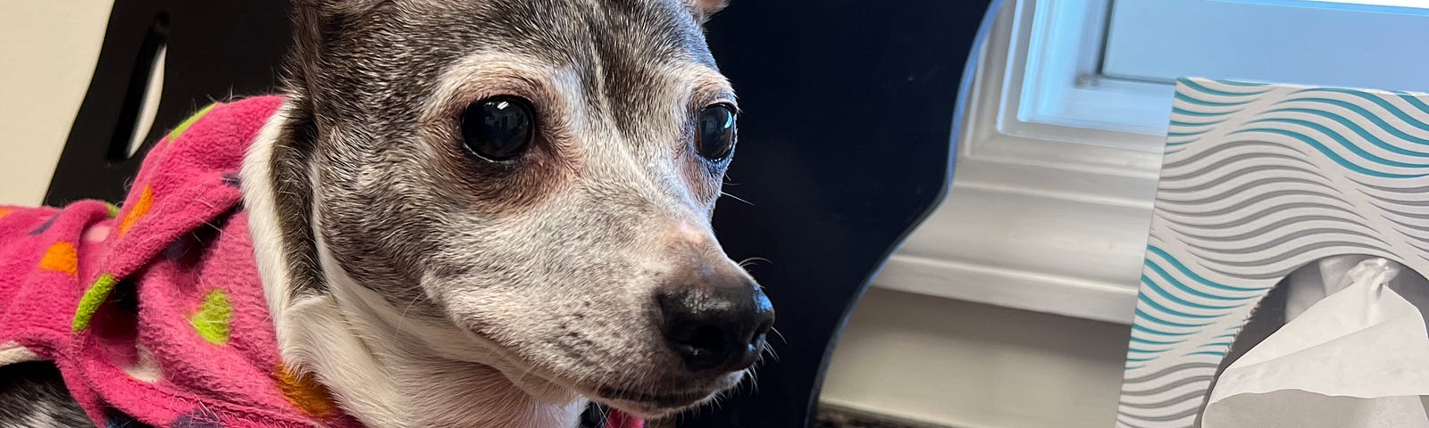 A white-faced, 13-year-old rat terrier dog wearing a pink polka-dot sweater is sitting on the vet counter waiting for a senior exam