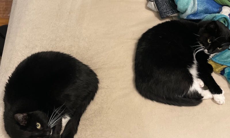 Black and white twin cats curled up together on bed