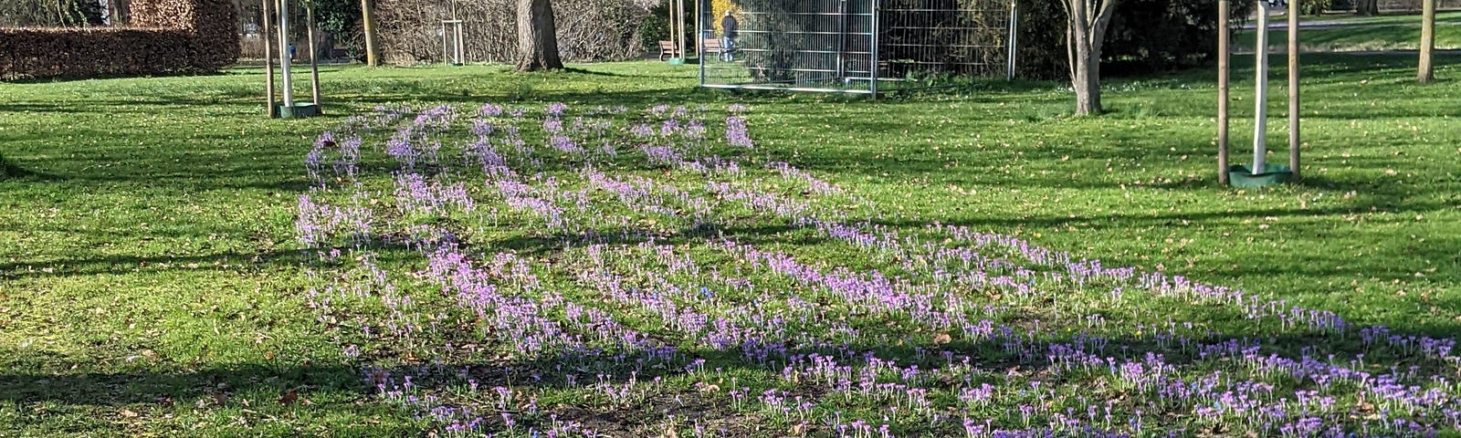 Rows of violets blooming in a schoolyard