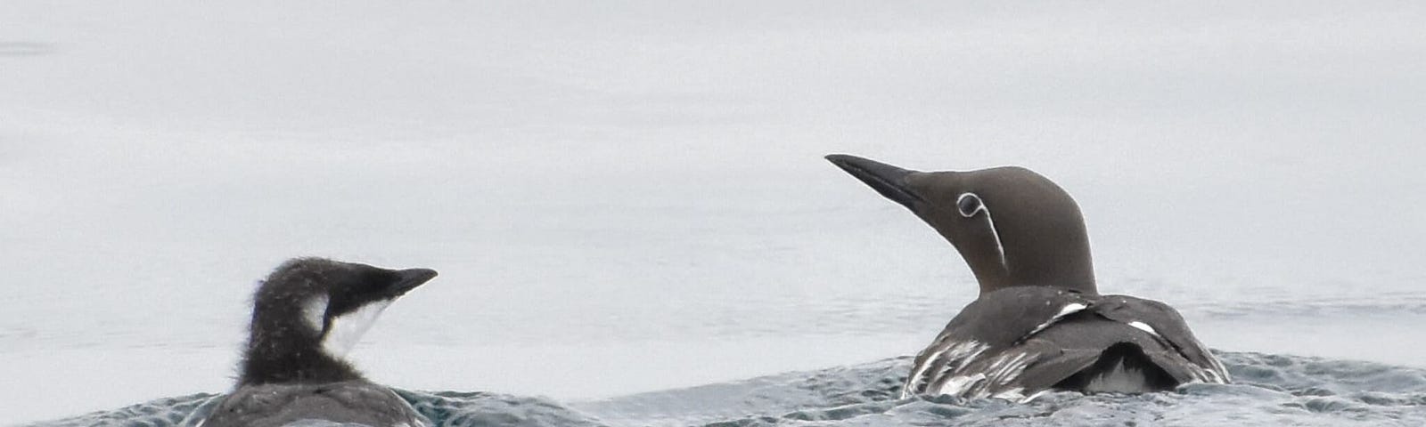 An adult and a juvenile water fowl side by side in the water