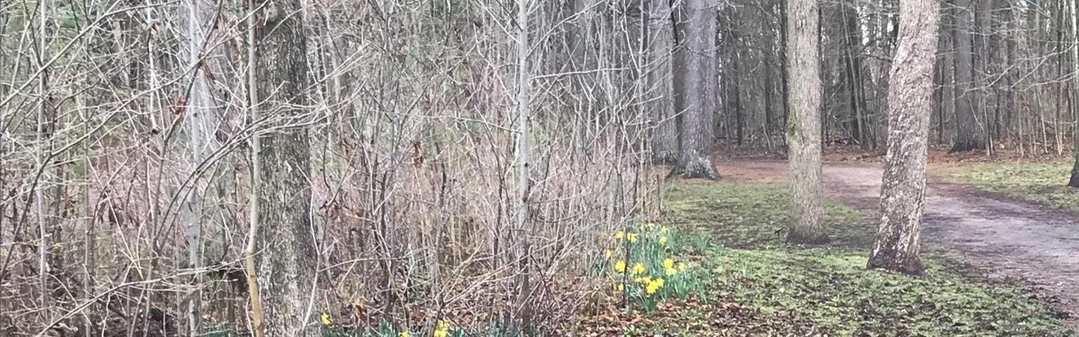 daffodils bloom on the edge of the forest trail