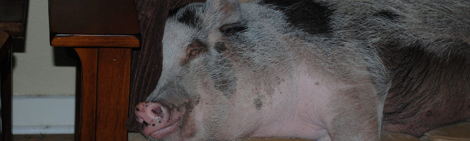 Pet pig sleeping on the couch