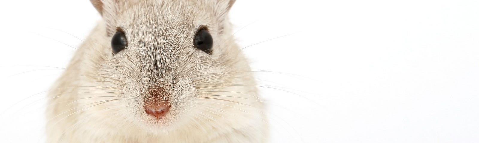 A white Mouse, named Mica