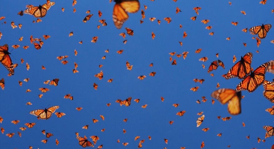 A kaleidoscope (swarm) of Monarch butterflies