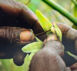 Demonstration of a worker artificially pollinating a vanilla flower.