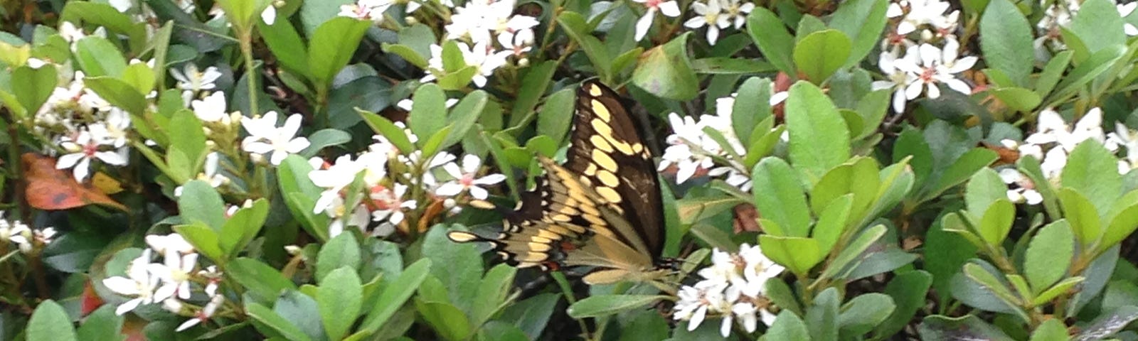 A monarch butterfly on a green plant with tiny white flowers