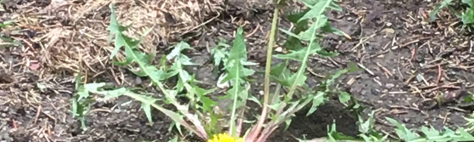 Dandelion and a pine cone on wet black soil.