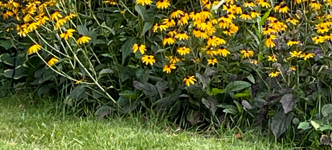 chipmunk and flowers