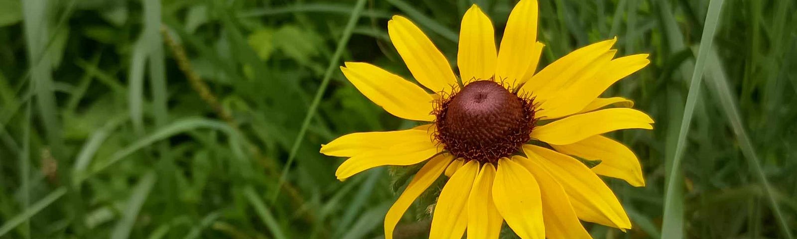 A yellow flower peaks through the grass