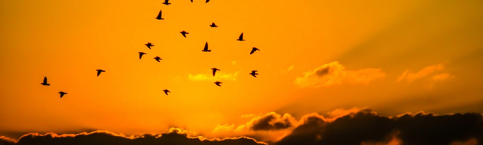 Birds migrating with a orange sunset in background