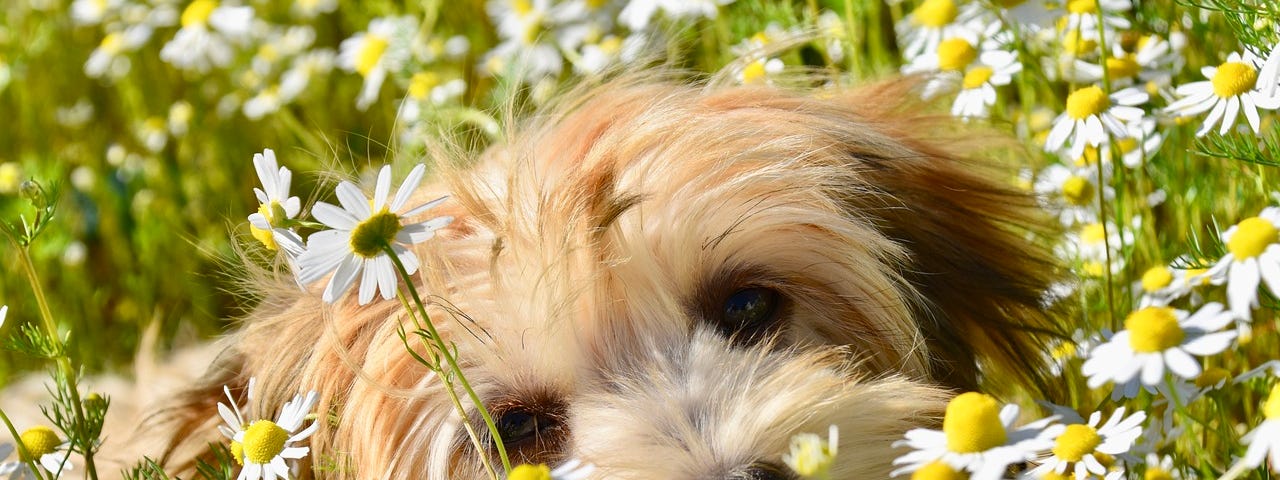 Cute innocent Havanese laying in a field of daisies-.