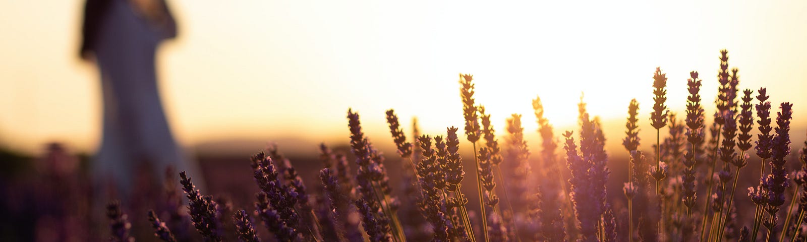 Woman at dawn in a wheat field with the sun coming up